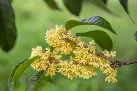 养桂花，记住4字口诀，轻松打造传家宝！图片