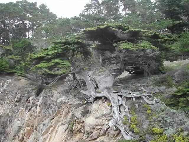 曾宣布野外灭绝！2014年山西男子上山捡到“死的”，卖了1800块