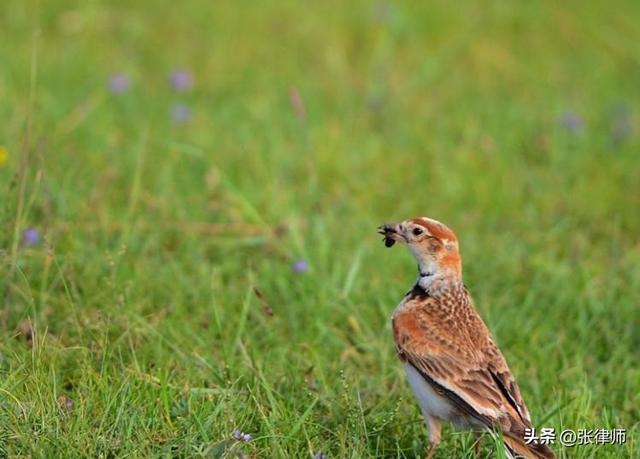 一只都不许抓！甘肃7人捕获40余只，自玩还出售，获刑2年罚21万