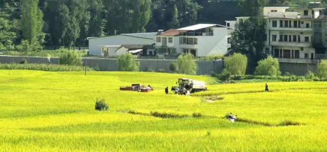 金秋限定！解锁“稻浪翻涌”的简池李塘！