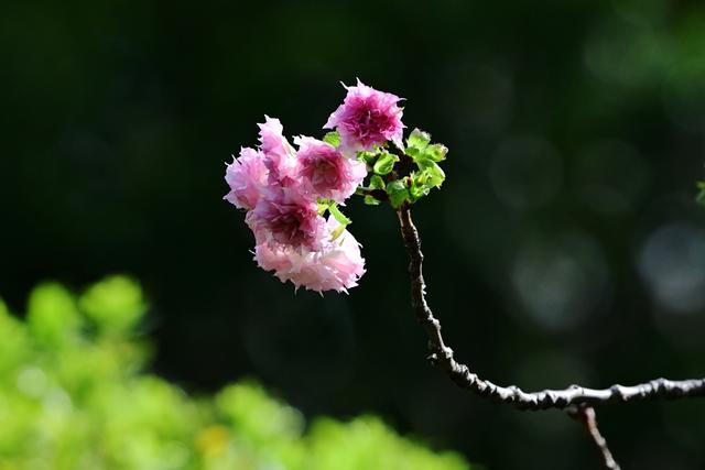 最近没时间逛月湖？来屏上赏秋，别错过这美景！