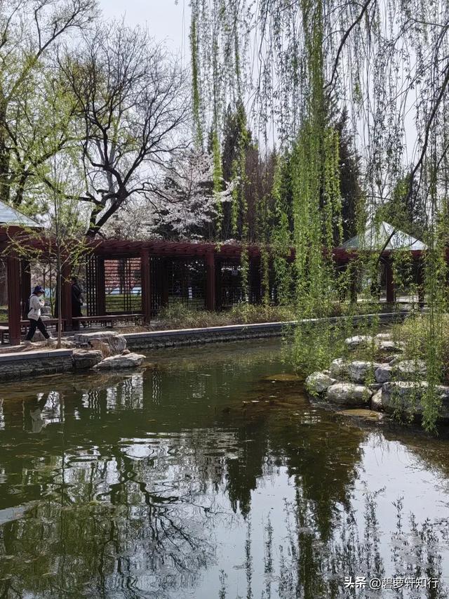 北京玉渊潭,赏樱正当时