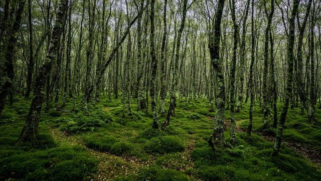 护林员徒手抗砍刀，非法建筑占公园，塞拉利昂生态旅游梦碎了？