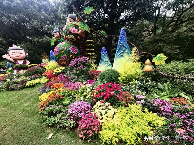 杭州植物园的菊花展——一场关于菊花的饕餮盛宴（二）