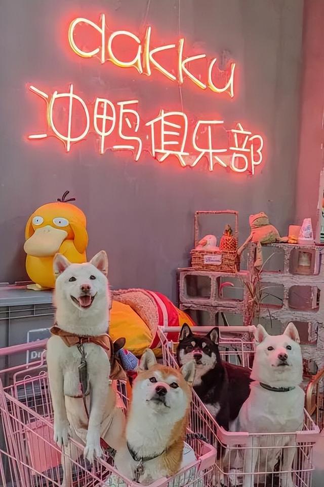 为何说疗愈经济，是一种商业“玄学”？