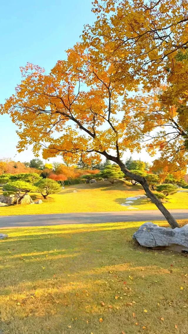 此刻的临沂，把清欢藏进风景里