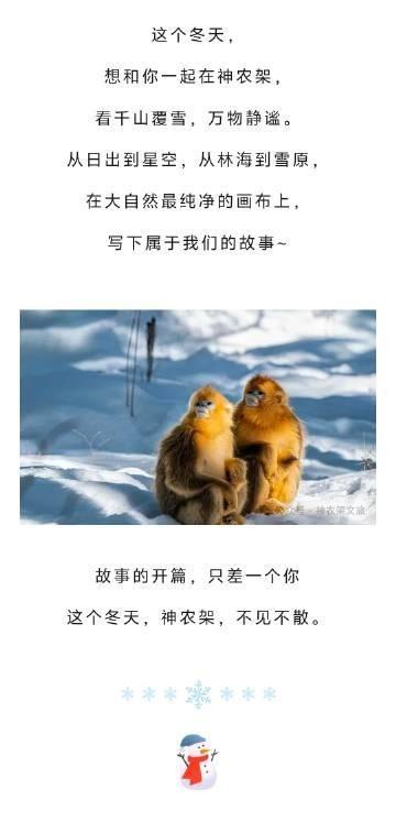 神农架冬日奇遇，雪花温泉共舞，速度静谧两重天