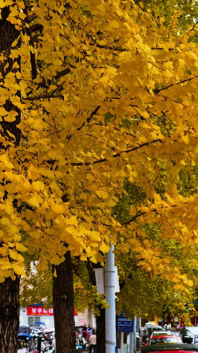 桐梓秋日美景火出圈！外交部赵立坚转发推荐