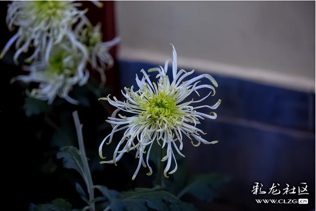 大观公园金秋菊花展掠影（B）