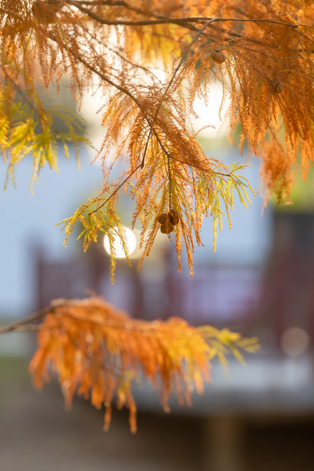 惠聚美好丨博罗的落羽杉，红了！
