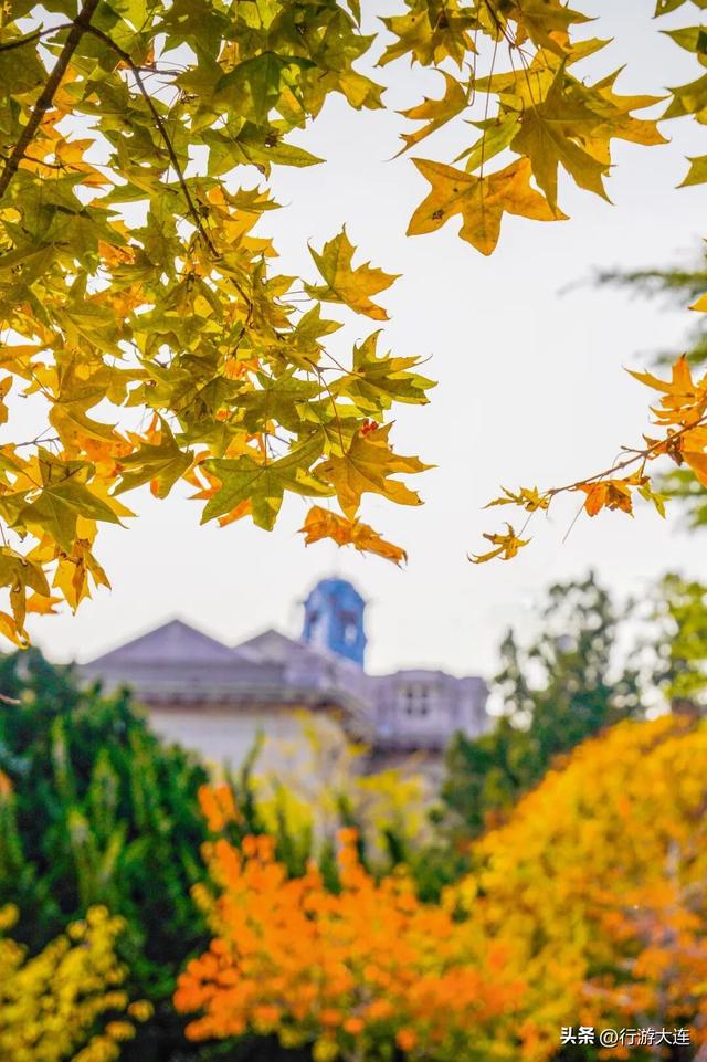 错过等一年~这个周末来这些免费打卡点，拍落叶