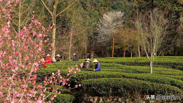 峨眉春晓 雪芽知——峨眉雪芽第六届开园采新节盛大举行