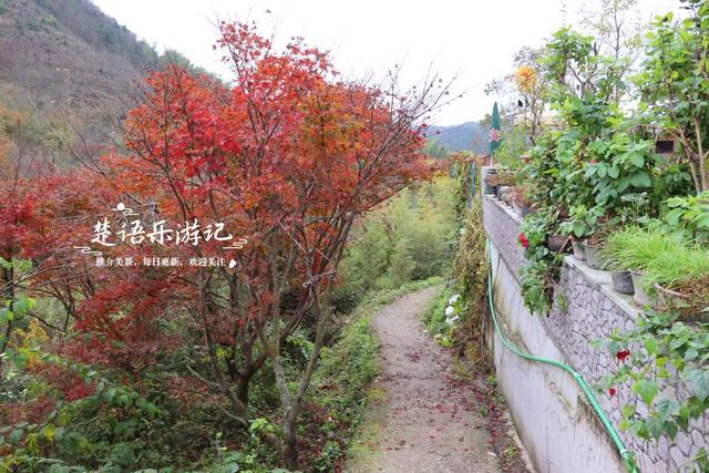 宁波四明山发现一个幽静山村，村口就是红枫银杏胜境，村内更好玩