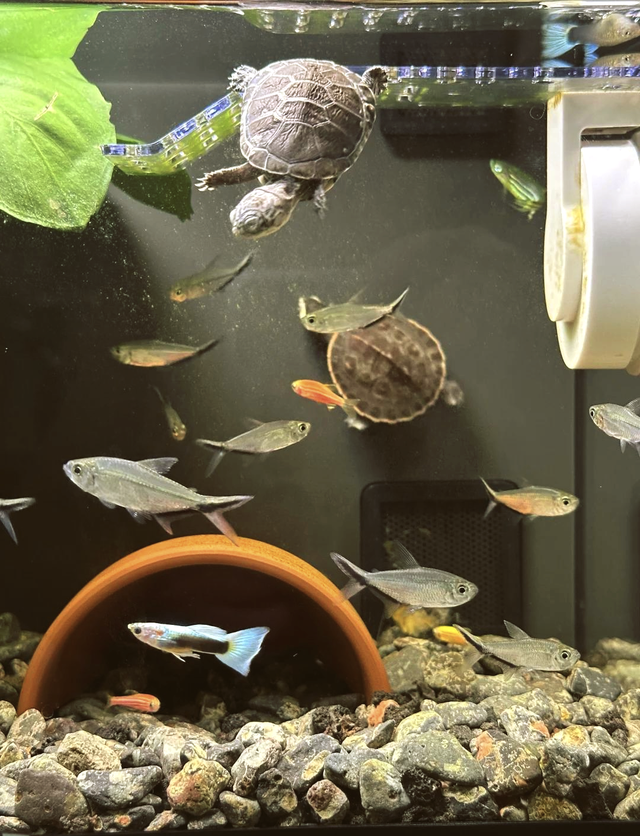 这三种龟和鱼混养绝配！颜值爆表还超省心，尤其第3种太意外了