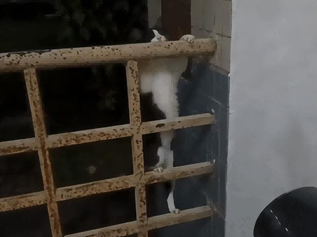 爸爸教猫爬梯子上床，结果第二天看到…网友：这猫是人教版的！