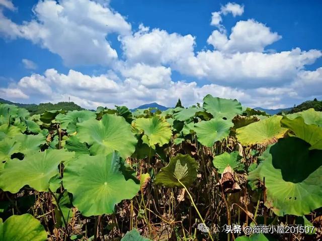 福建龙岩：上杭古田——孕育革命胜利的红色沃土