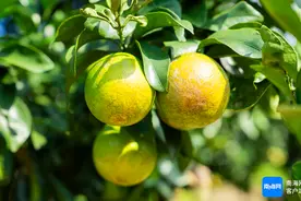 湘妹子在海南 用一部手机把琼中绿橙卖出国门图片