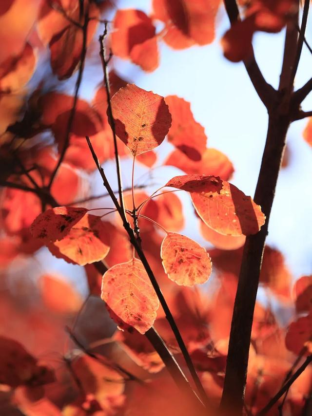 燕谷犹在，秋意正浓：李白诗里的舞彩浅山什么样？