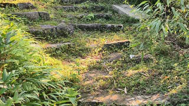 舜帝三临的"南方植物王国"：藏着长征记忆与千年茶香的"大山里"
