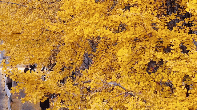 飞阅五华•“杏”运来袭|“云”上赏杏，快来Pick你最心动的“杏”运时刻