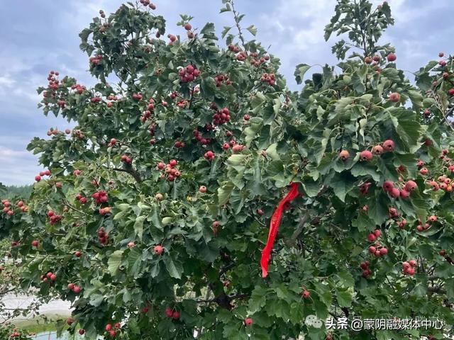 十一双节福利！蒙阴县龙腾崮景区免门票、展馆免费开放！