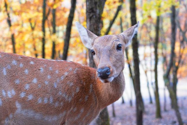 从湖南去了一趟伊春，实话实说，回来才发现朋友圈都是骗人的？