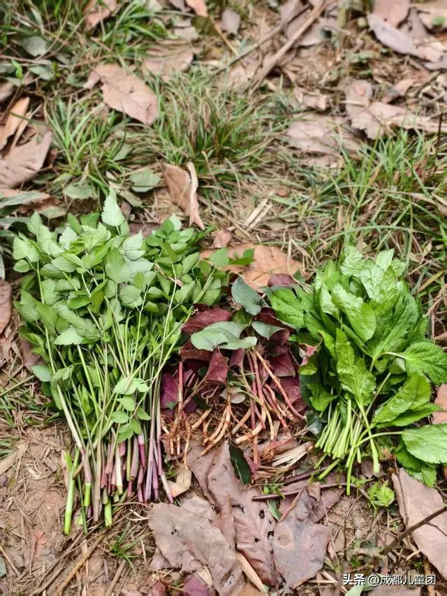 春天去哪徒步?成都周边8条路线:摘野菜、赏野花、捡野果