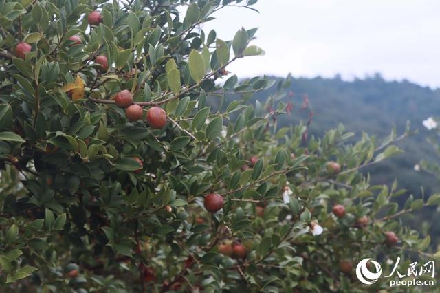 福建永泰：门槛降了，村民都是“局内人”