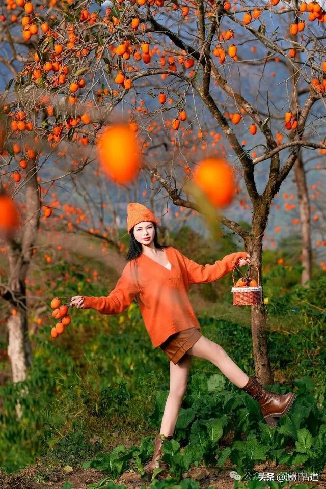 温州秋日顶流: 东炉柿子红拍摄攻略附机位