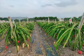 从稀有水果到大众牛马，西方搞不懂的火龙果，我国算是真玩明白了图片