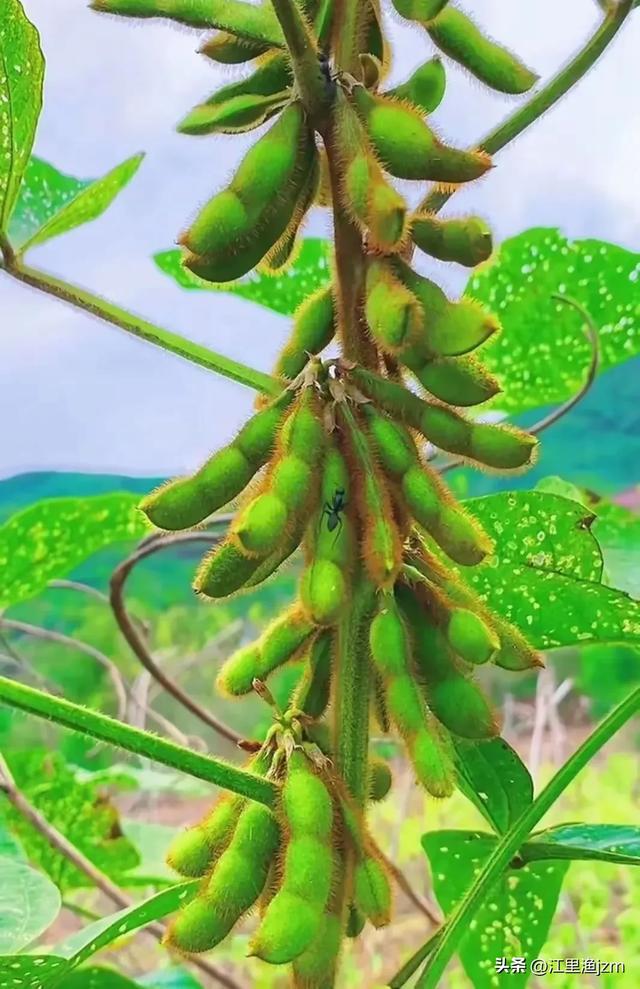田园风光