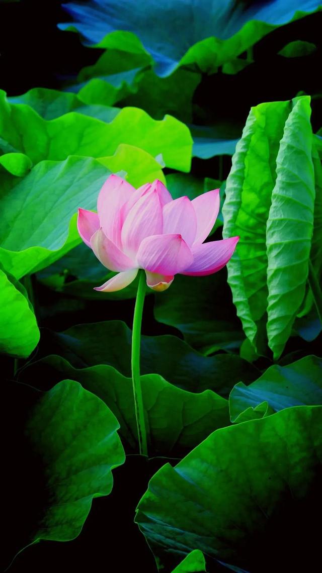 美丽西和 “荷”你有约