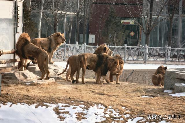 国宝百日庆·萌兽迎新年 兰州野生动物园邀您共赴自然之约