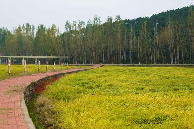 迁安稻花香里度假村，领略长城水乡的魅力，来一场特色乡村休闲游