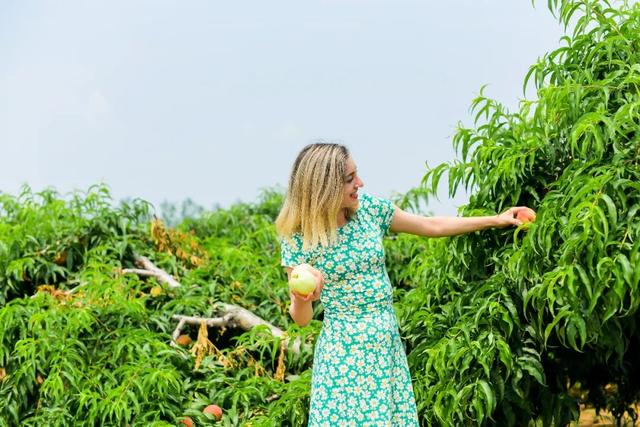 一口甜蜜，一生心怡~新沂暑期农旅采摘指南请查收