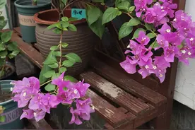 三角梅勤花又漂亮品种排名：推荐8种图片