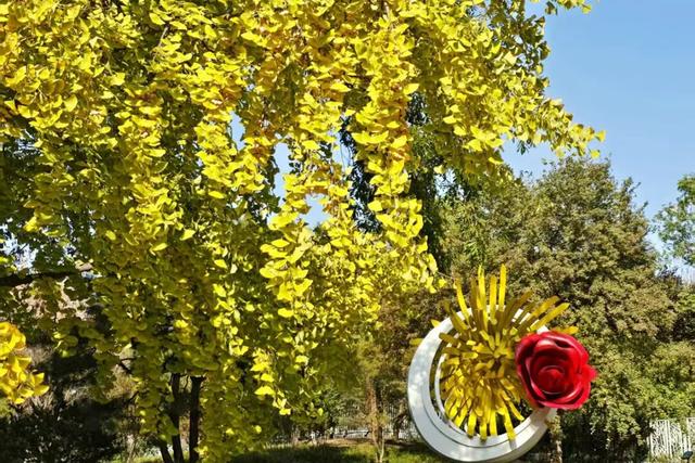 立冬时节，来顺义赴一场银杏之约