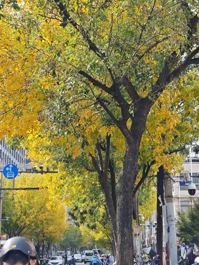 秋日限定|“落叶不扫”模式开启,44条景观道观赏指南请收藏!