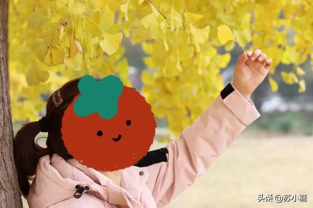 【石家庄】河北经贸大学银杏节预览，随手一拍都是壁纸