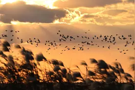 从白茫茫的盐碱地到百鸟迁飞的世界自然遗产——黄河三角洲绘就生态画卷图片