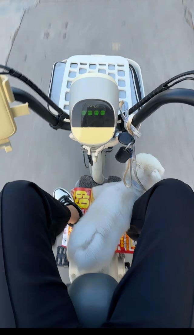笑死了！每个骑电动车拿快递的铲屎官，都欠狗子一个道歉，哈哈~