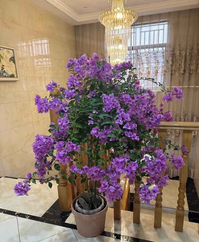 发现深圳仙湖“三角梅瀑布”爆火，犹如人间仙境，太美太壮观了！