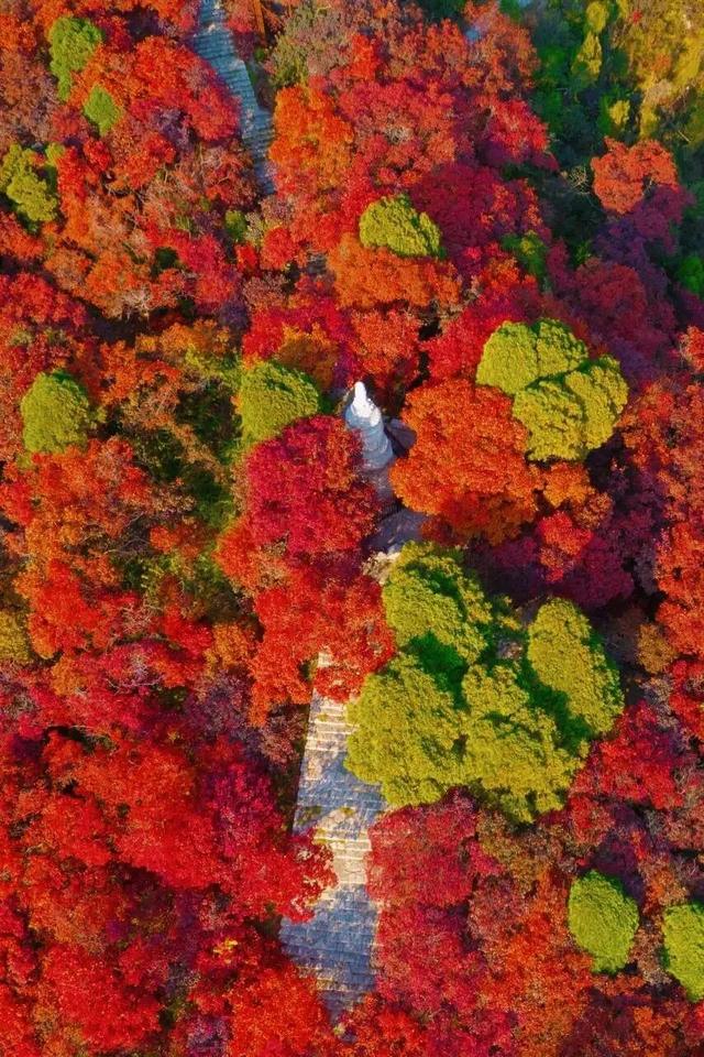 抱犊崮入选山东金秋醉美红叶观赏地