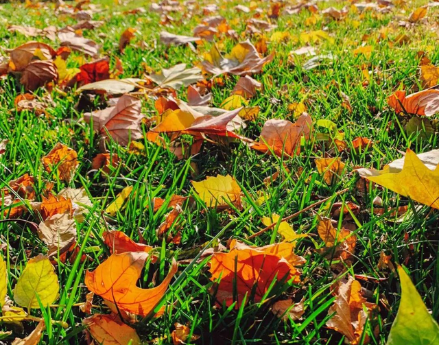 天凉好个秋，露营正当时