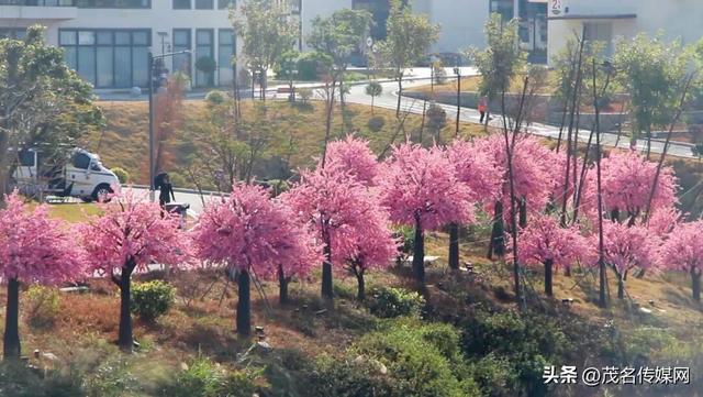 茂名520公园甜蜜上线！荔枝IP+婚俗改革，解锁粤西浪漫新地标