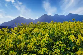 石家庄赞皇｜油菜花开春意浓 满目金黄醉游人图片