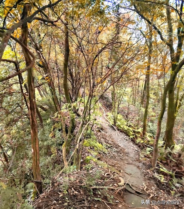 成都彭州的魔幻彩林，都不要门票！壮观、唯美、浪漫，无不惊艳！