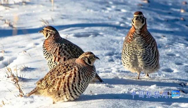 这个冬天 来张掖山丹马场看壮美静谧的冬日画卷