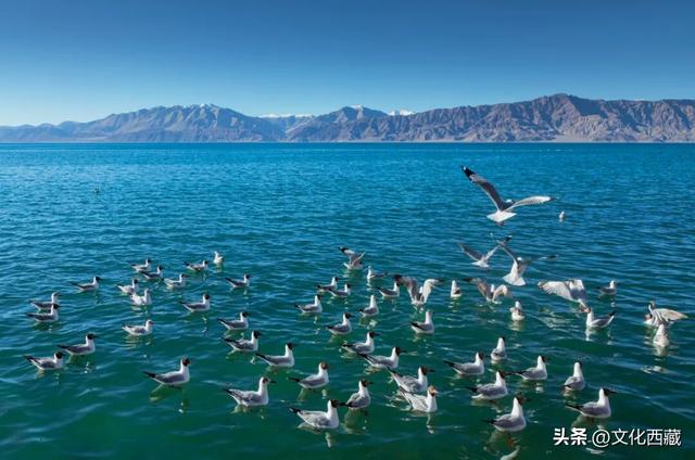 离谱又有趣的玩法！去西藏阿里一定要试！“荒野茶席”煮茶看星空