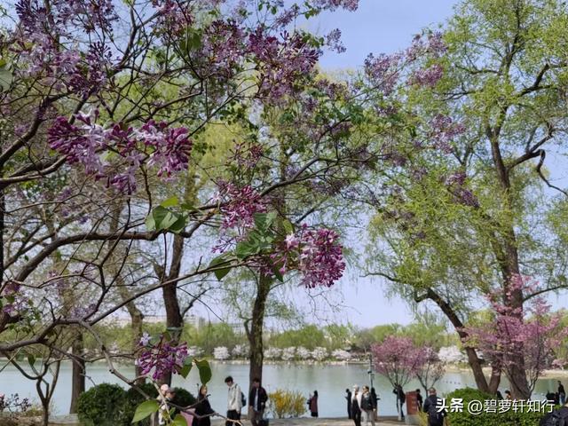 北京玉渊潭,赏樱正当时
